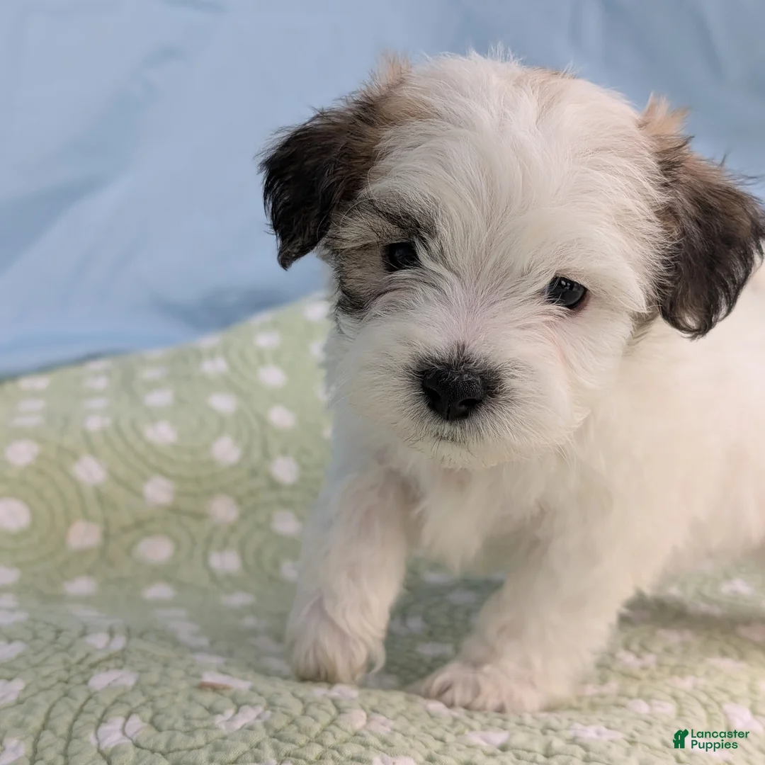 Teddy Bear dogs for sale: Death Dandelion - Ad 8