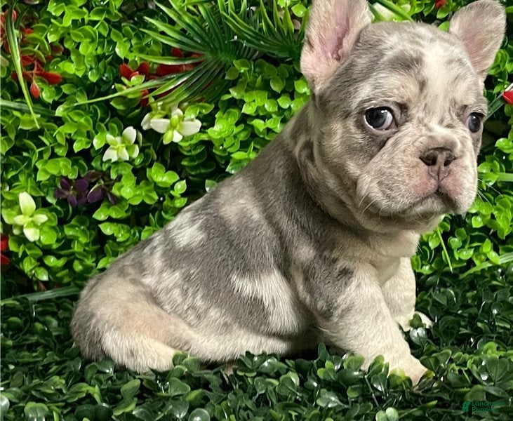 German Shepherd dogs Aurora - Ad 18