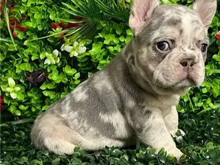 German Shepherd dogs Aurora - Ad 6