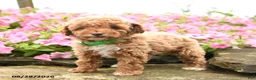 Miniature Poodle dogs for sale: Cinnamon Roll - Ad 4
