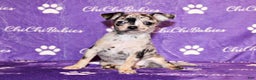 Chihuahua dogs for sale: Dottie - Ad 1