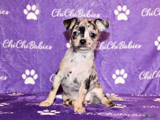Chihuahua dogs Dottie - Ad 29