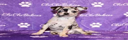 Chihuahua dogs for sale: Dottie - Ad 4