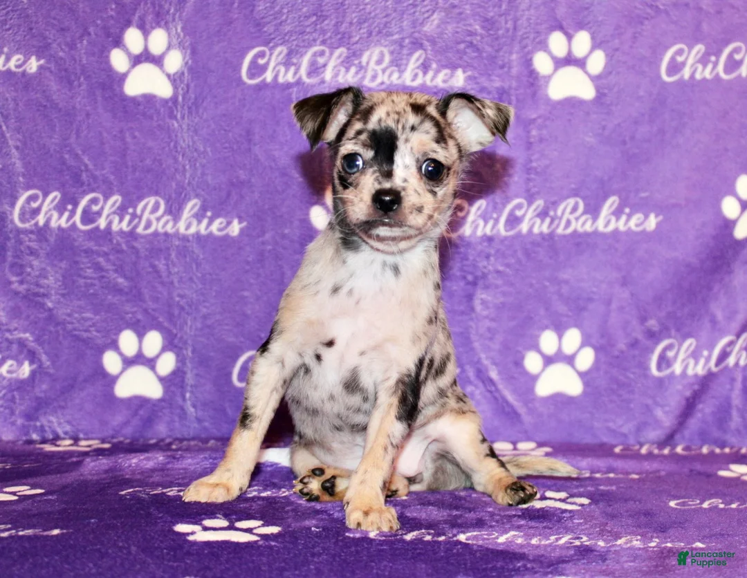 Chihuahua dogs for sale: Dottie - Ad 4