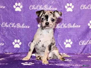 Chihuahua dogs Dottie - Ad 30