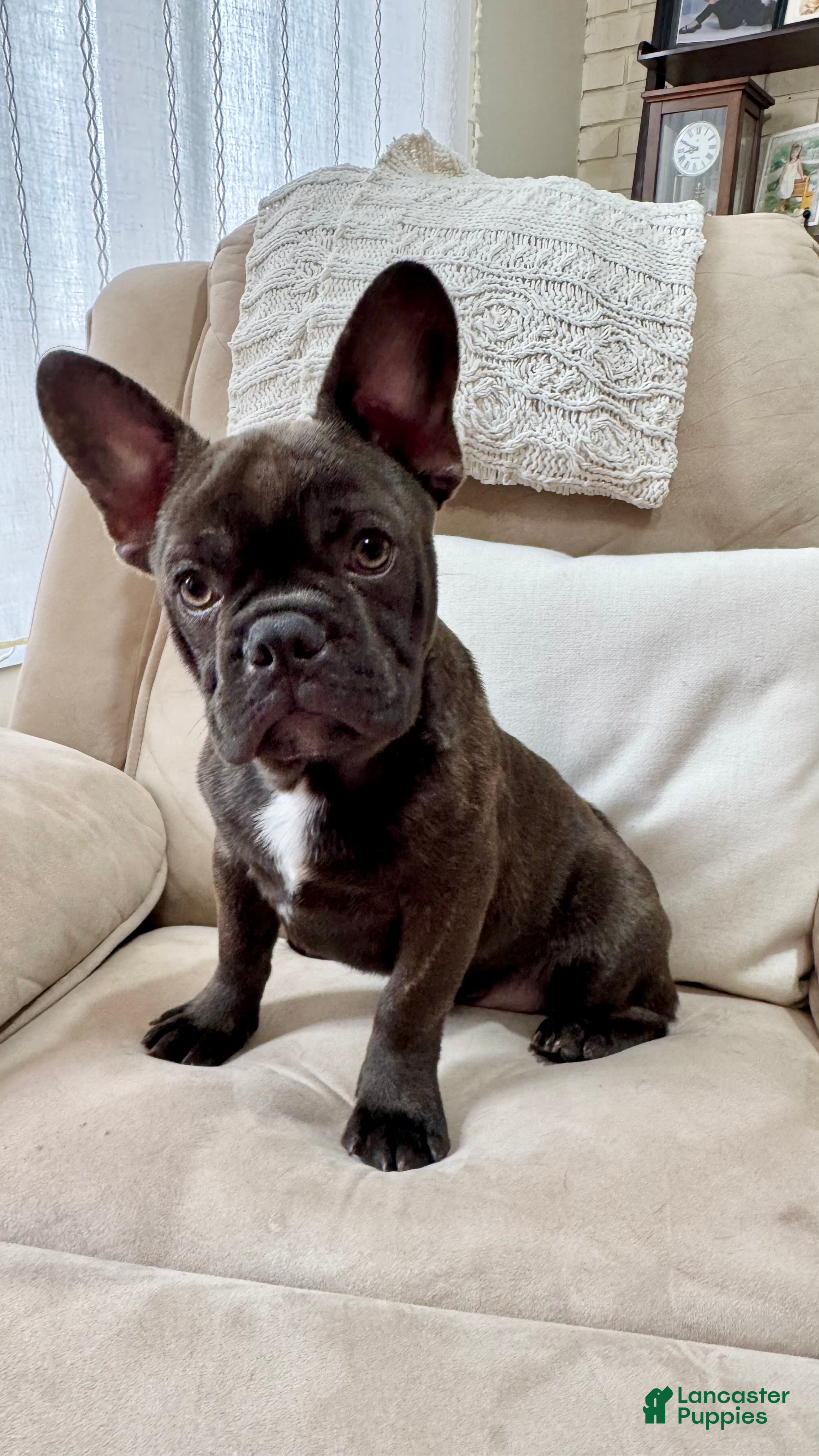 French Bulldog dogs French Bulldog Puppy 1 - Ad 2