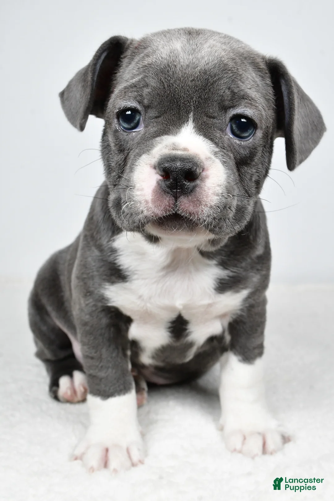 Frenchton dogs for sale: Wren  - Ad 2