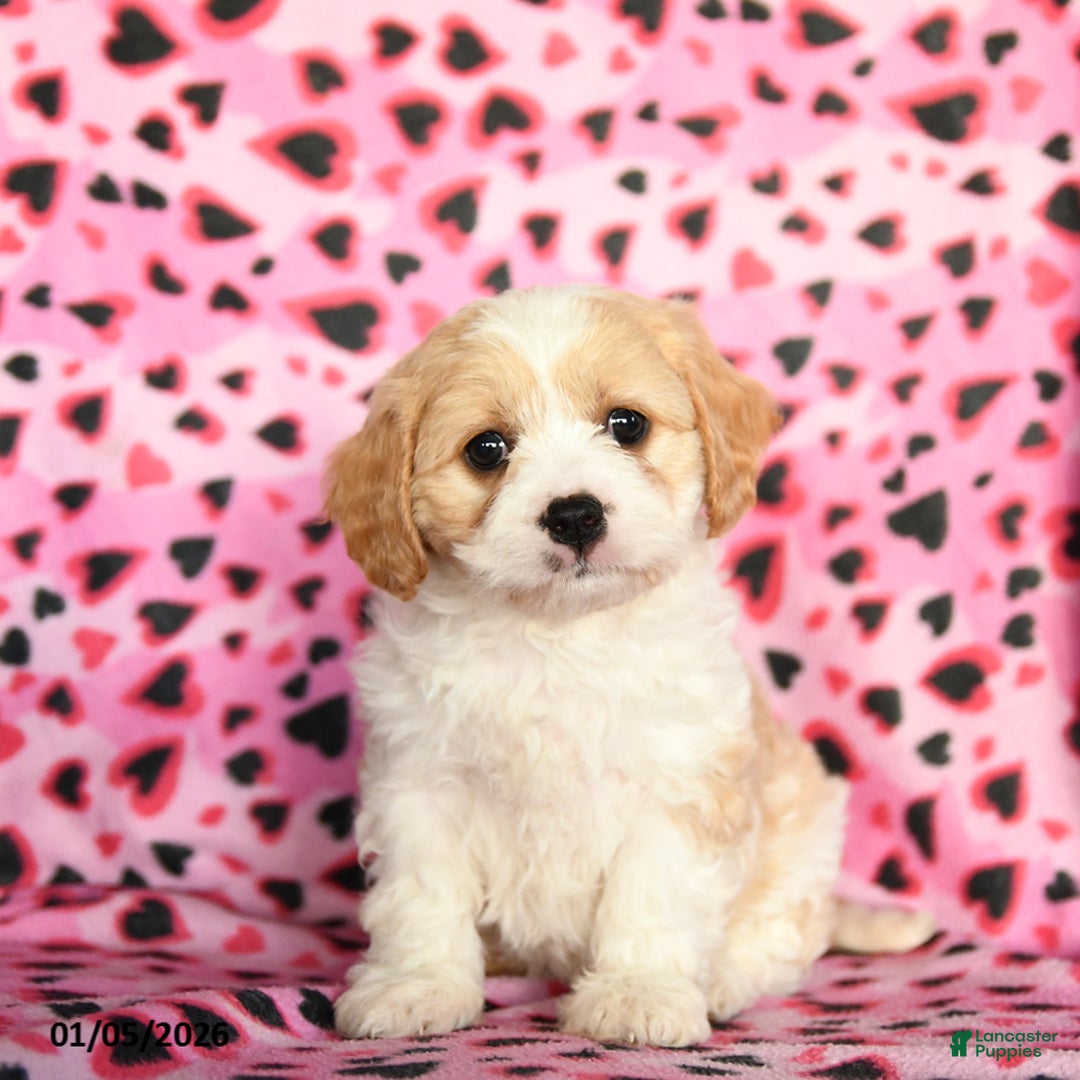 Cavachon dogs for sale: Biscuit - Ad 3