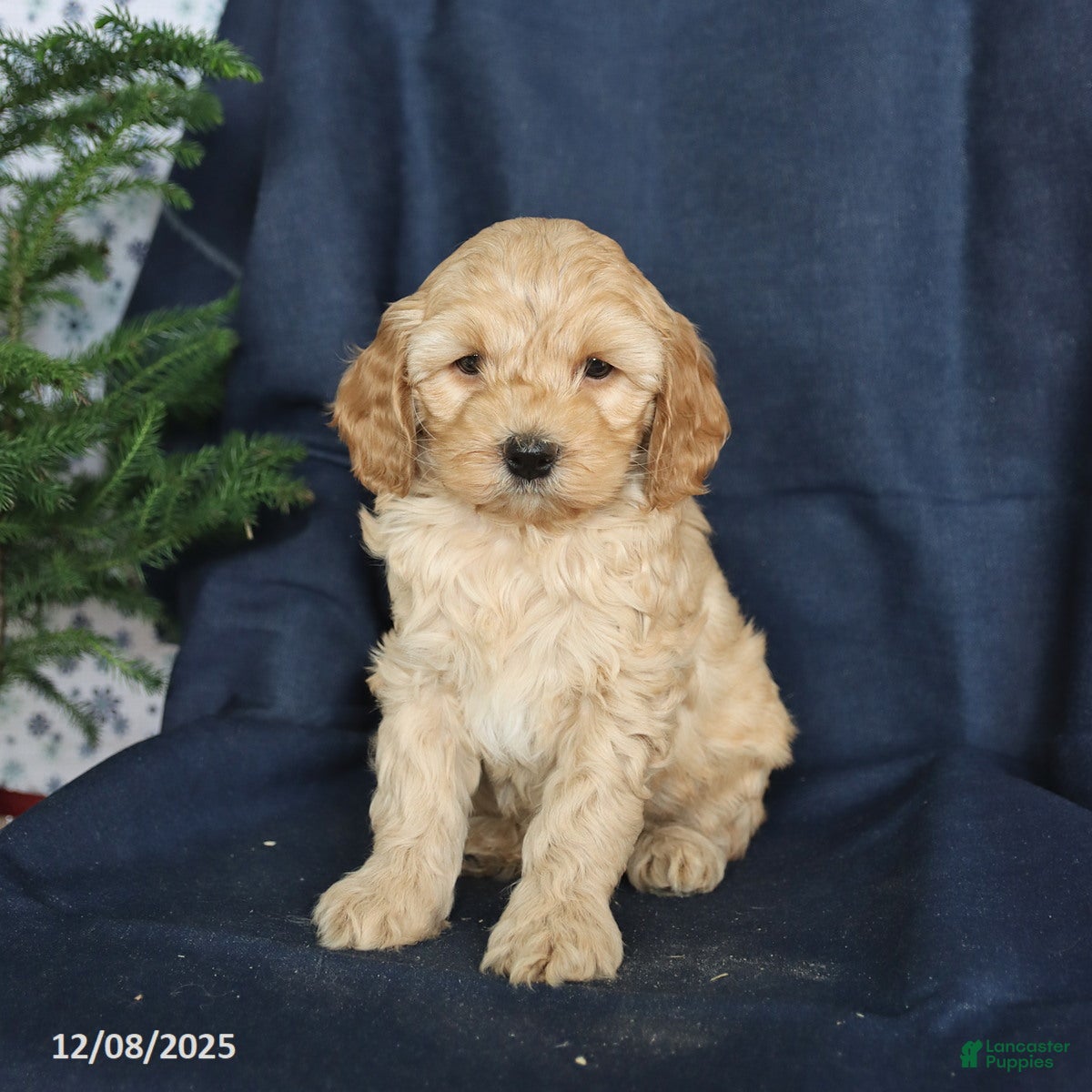 Cockapoo dogs Champ  - Ad 39