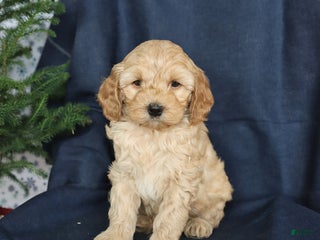 Cockapoo dogs Champ - Ad 36