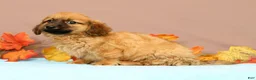 Miniature Dachshund dogs for sale: Ace - Ad 3