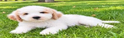 Miniature Poodle dogs for sale: Millie - Ad 3