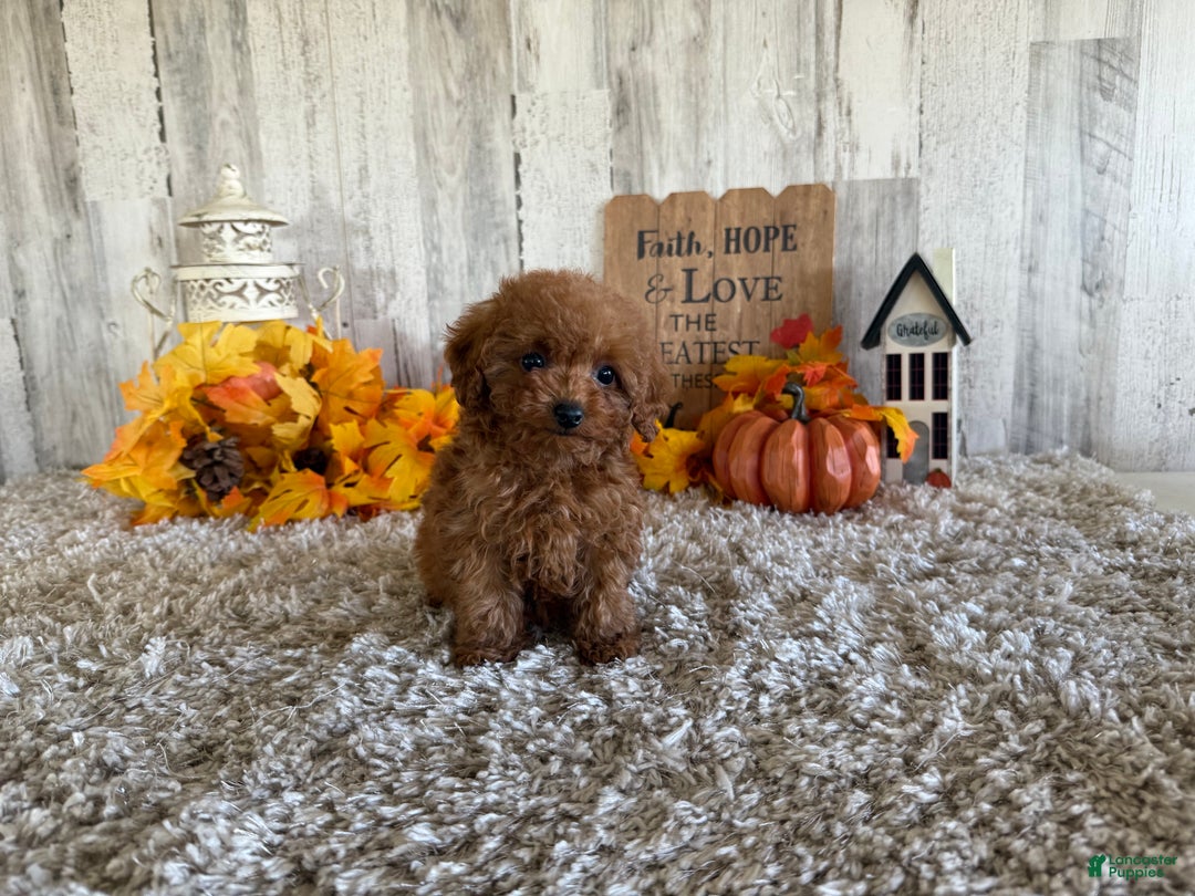 English Bulldog dogs for sale: Otto - Ad 7