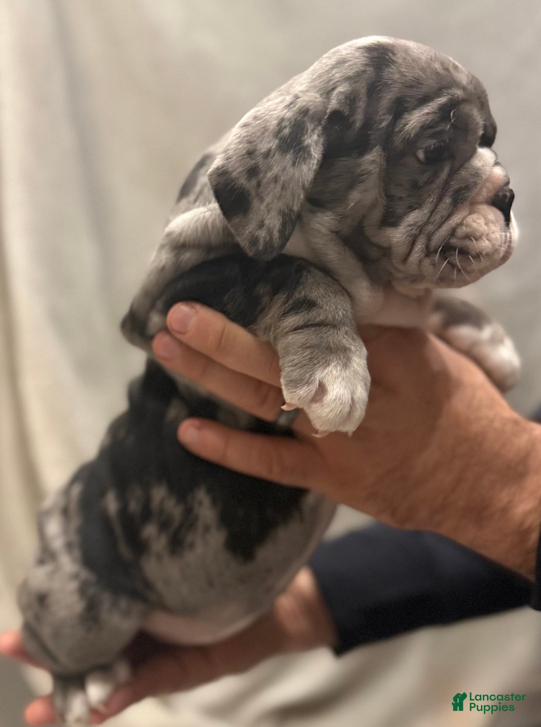 English Bulldog dogs for sale: Twinkle - Ad 2