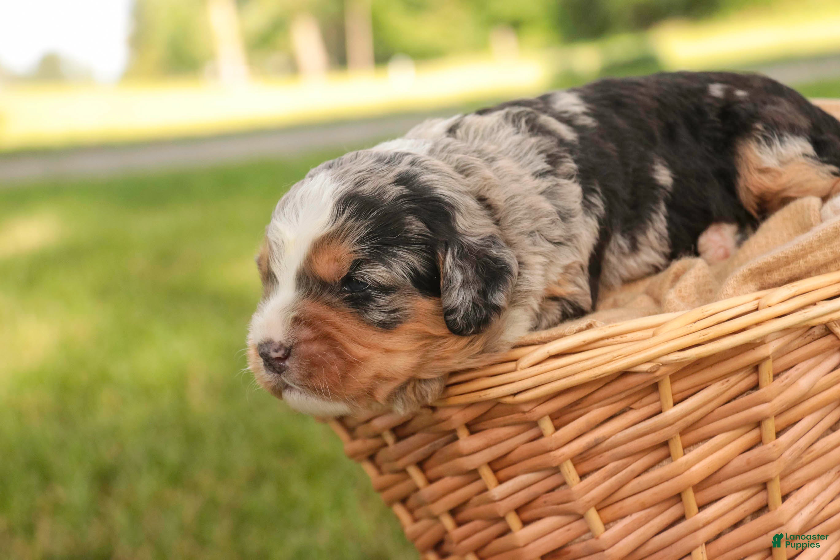 Mini Bernedoodle dogs Misha Mini Bernedoodle  - Ad 2