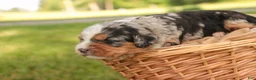 Mini Bernedoodle dogs for sale: Misha Mini Bernedoodle  - Ad 2