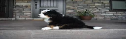 Mini Bernedoodle dogs for sale: Jax - Ad 14