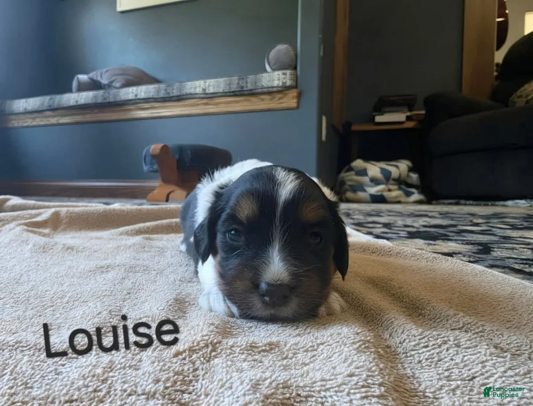 Mixed Breed dogs for sale: Louise - Ad 1