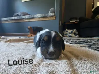 Mixed Breed dogs for sale: Louise - Ad 4