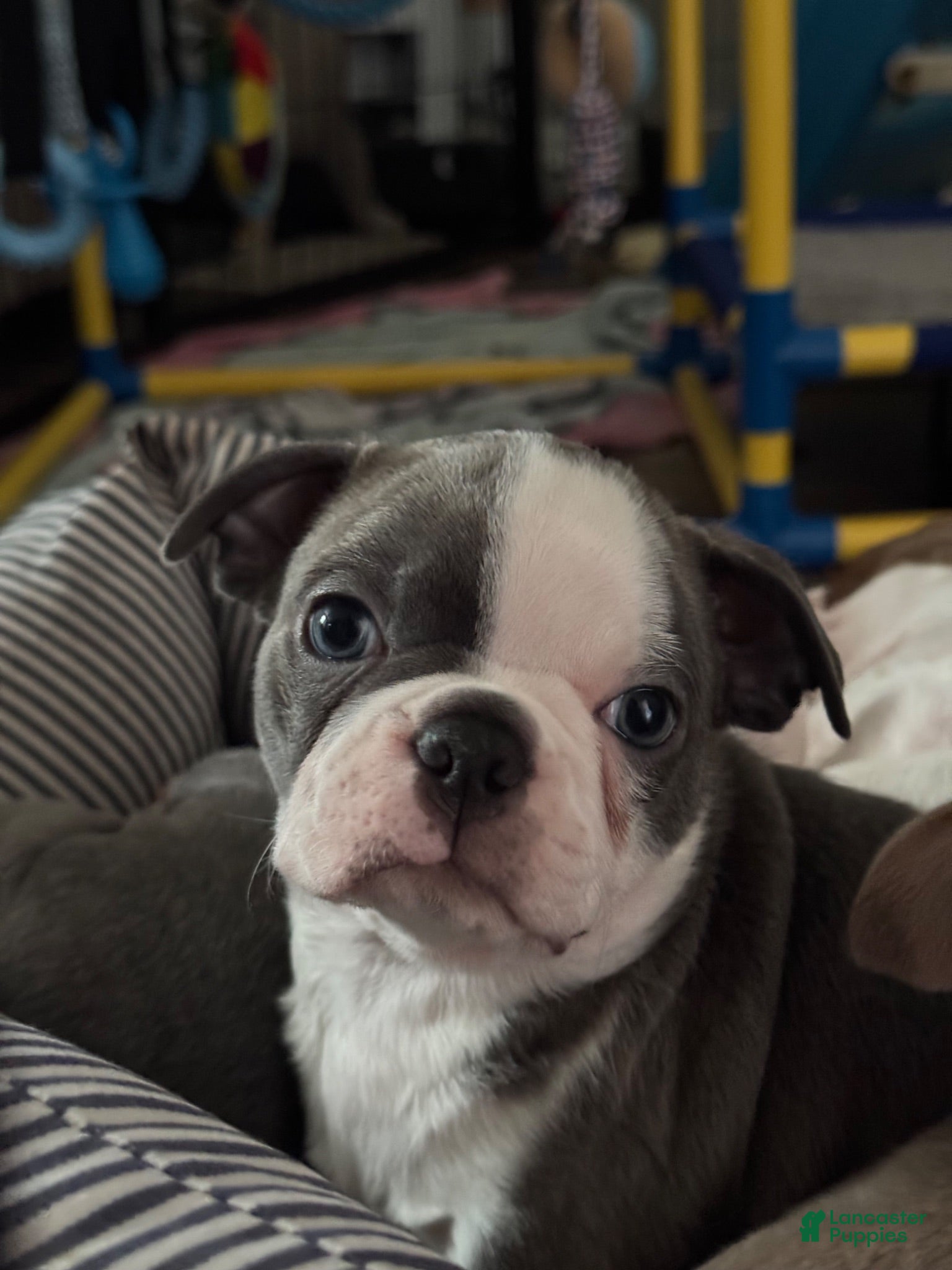 Boston Terrier dogs Max - Ad 2