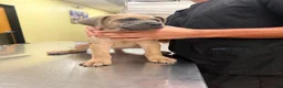 Cane Corso dogs for sale: Cane Corso 4 - Ad 8