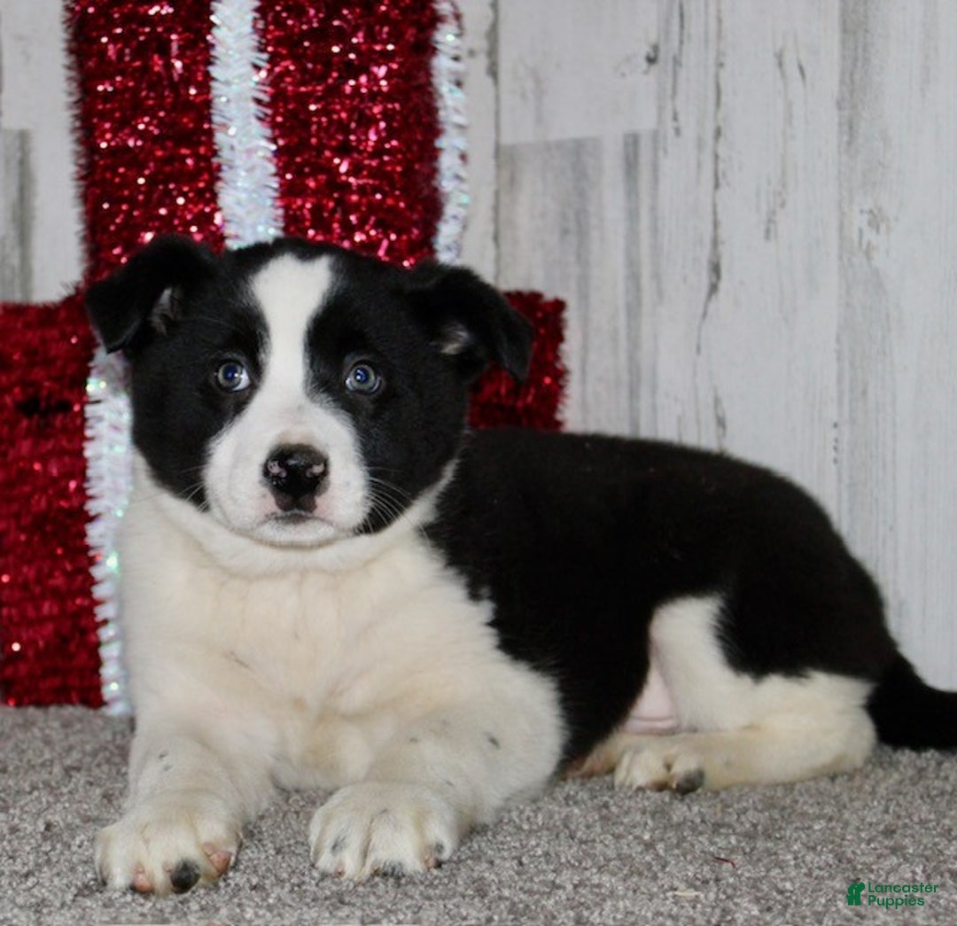 Mini Aussiedoodle dogs for sale: Mr. Ho Ho - Ad 6