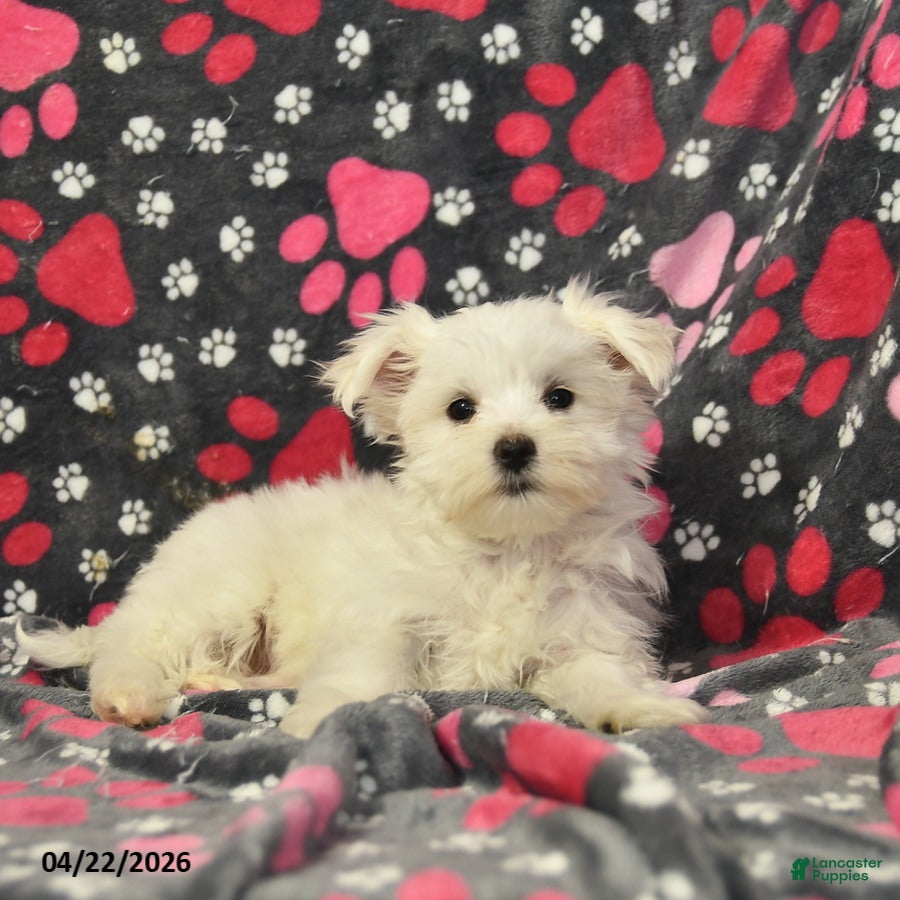 Maltese dogs Tina - Ad 2