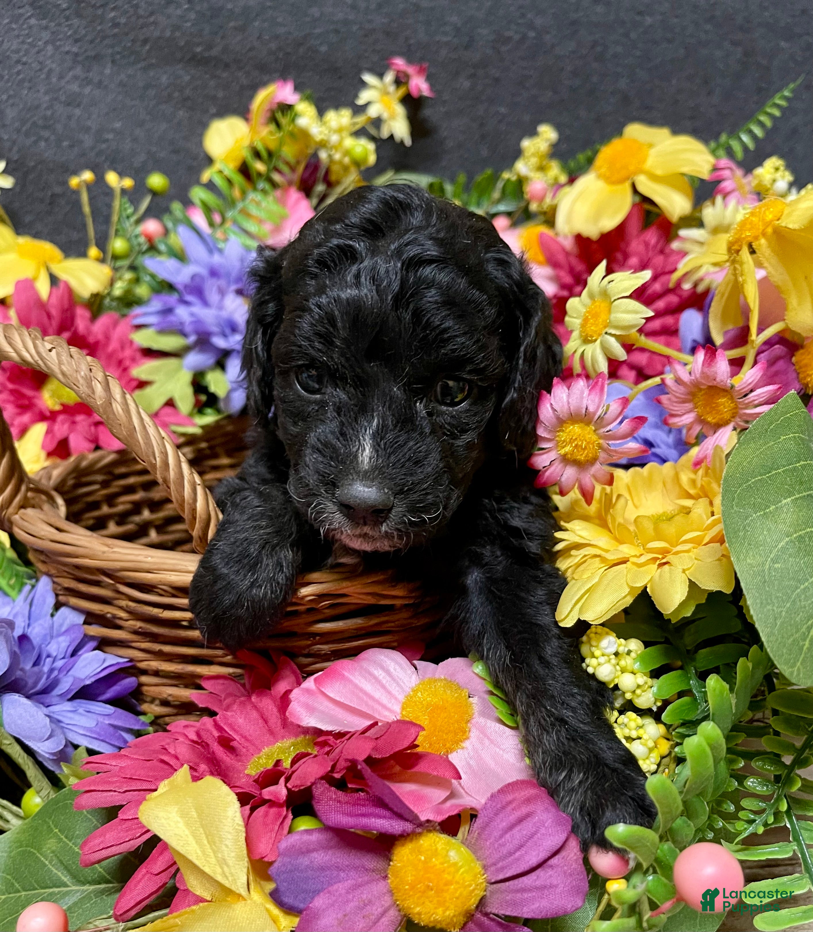 Cockapoo dogs Milo - Ad 2
