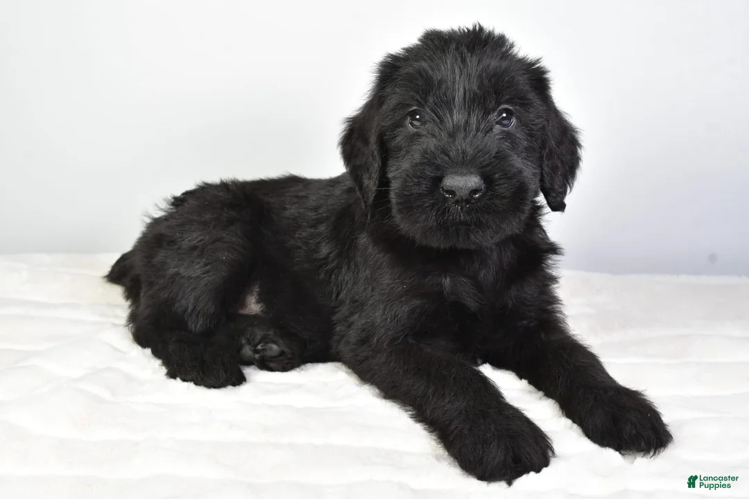 Gallery Image {{count}}