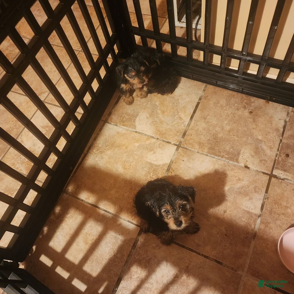 Yorkshire Terrier dogs Yorkshire Terrier 1 - Ad 4