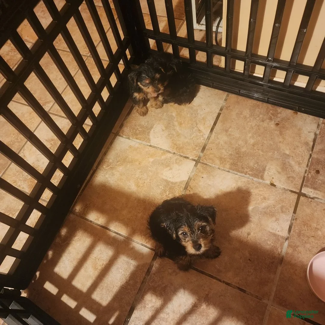 Yorkshire Terrier dogs for sale: Yorkshire Terrier 1 - Ad 1