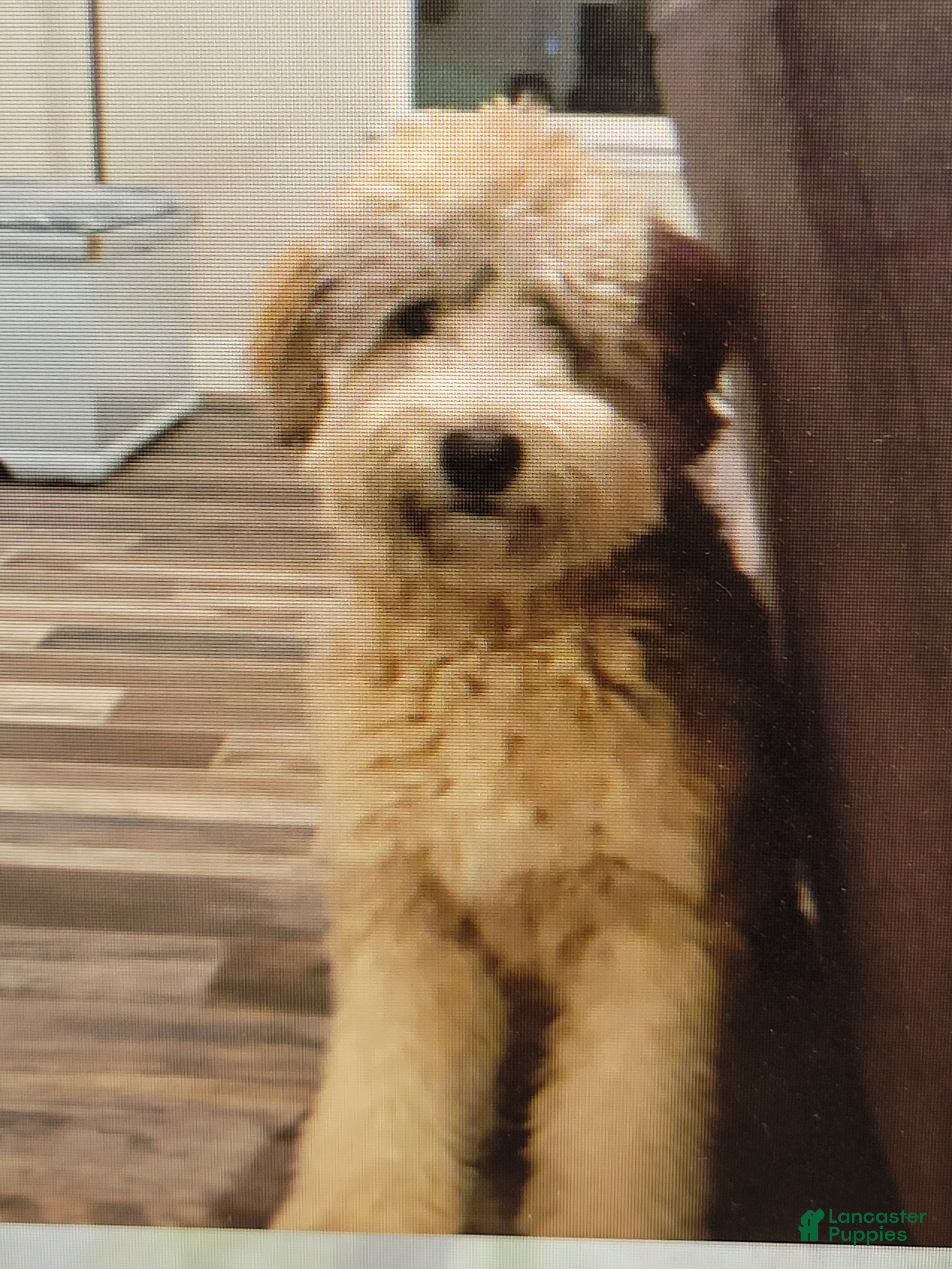 Whoodle dogs Kirk - Ad 2