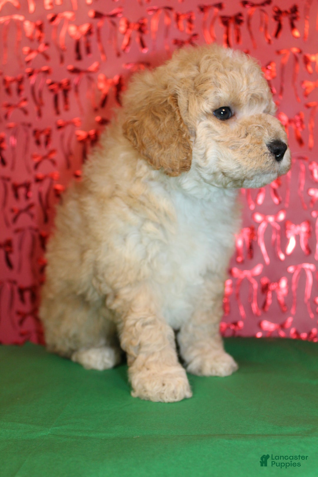 Miniature Poodle dogs for sale: Monty - Ad 5