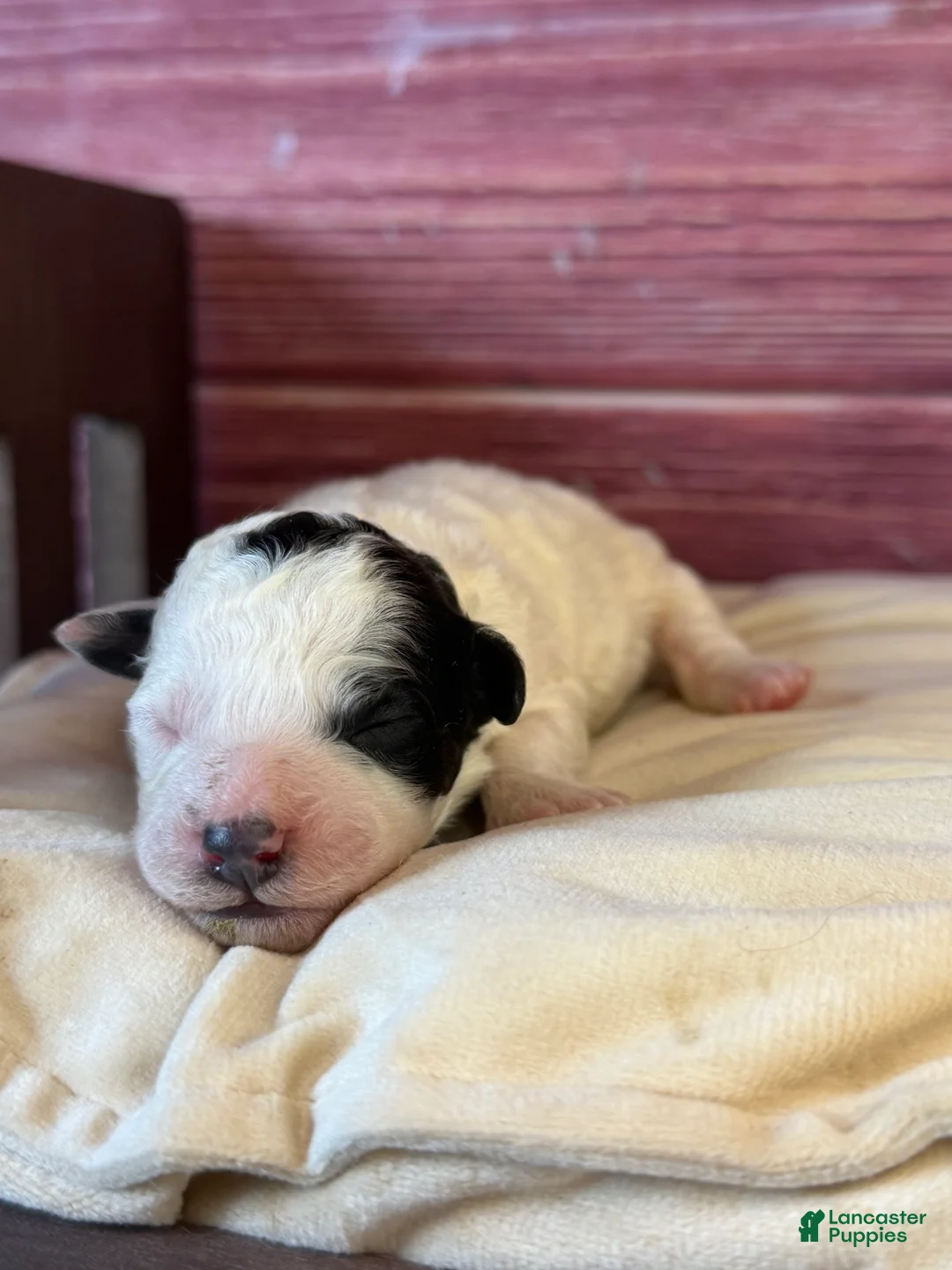 Toy Poodle dogs for sale: Boston - Ad 2