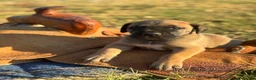 Great Dane dogs for sale: Bruno  - Ad 6