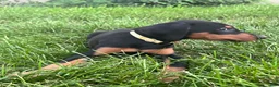 Doberman Pinscher dogs for sale: Yellow Collar  - Ad 3