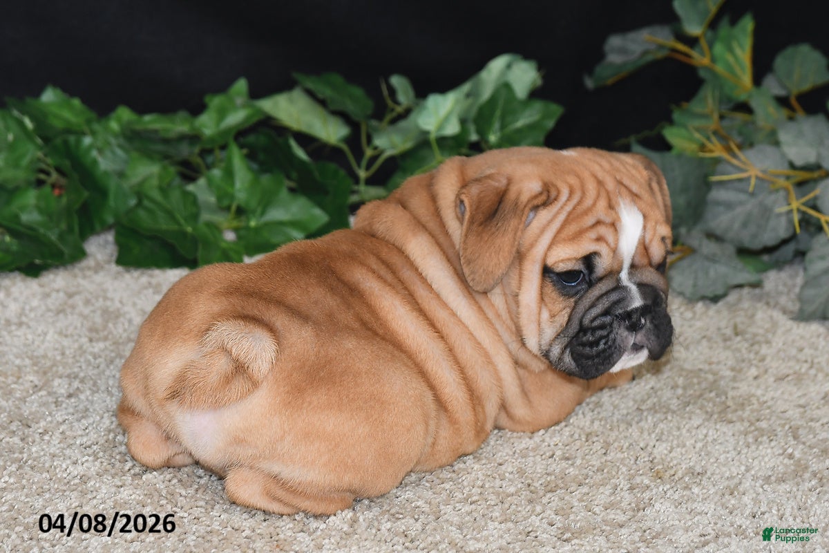 English Bulldog dogs Tator - Ad 2