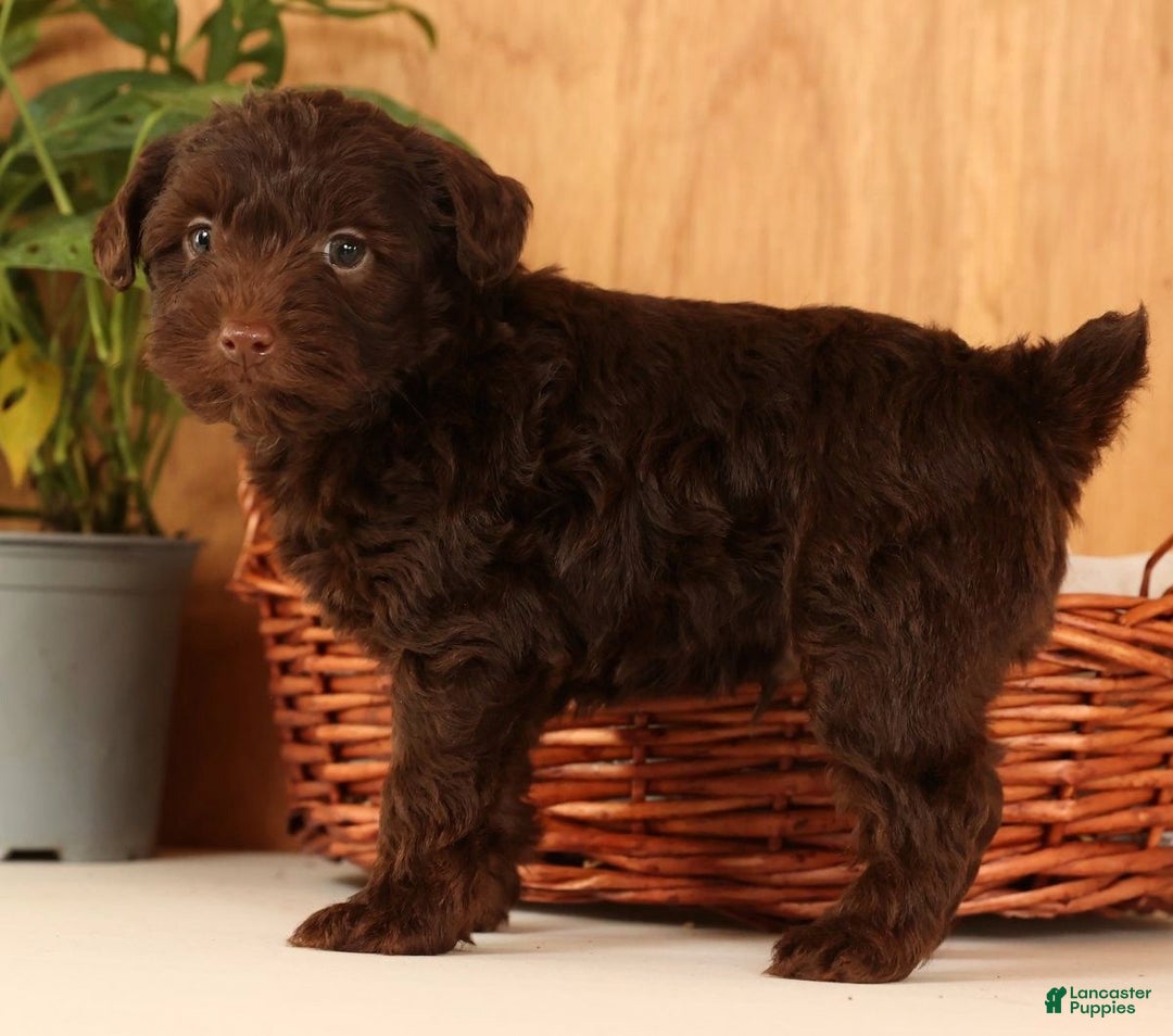 Yorkiepoo dogs for sale: Drake - Ad 10