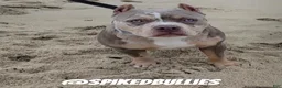 American Bully dogs for sale: Callie - Ad 2