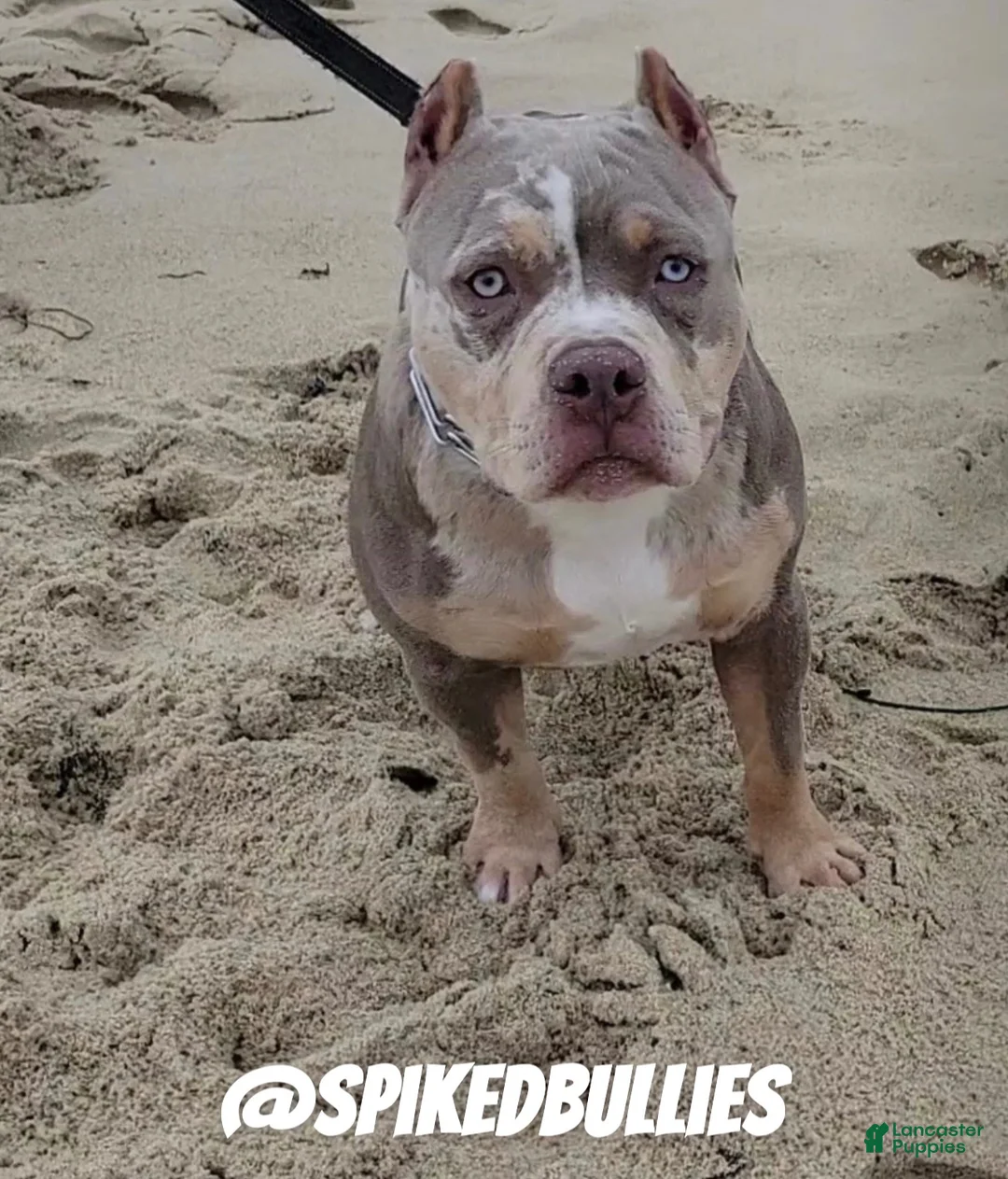 American Bully dogs for sale: Callie - Ad 2