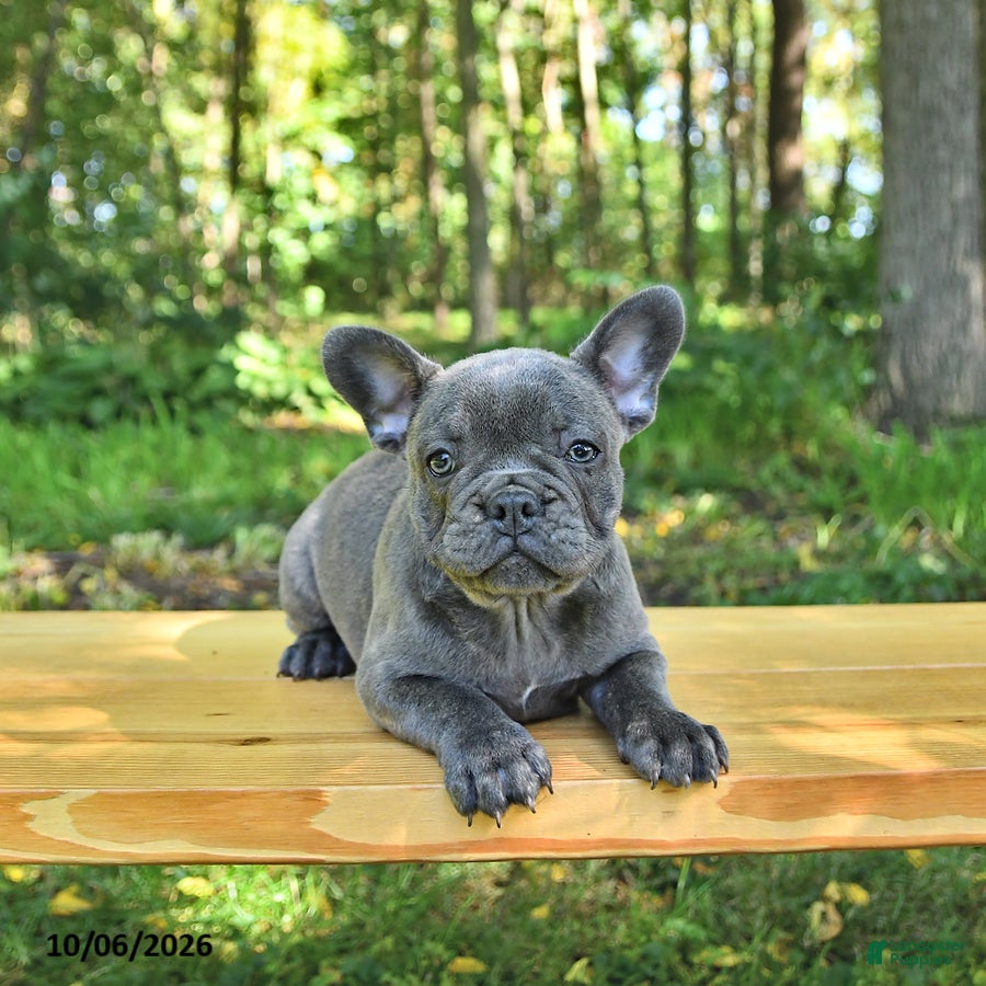 French Bulldog dogs Bailey - Ad 2