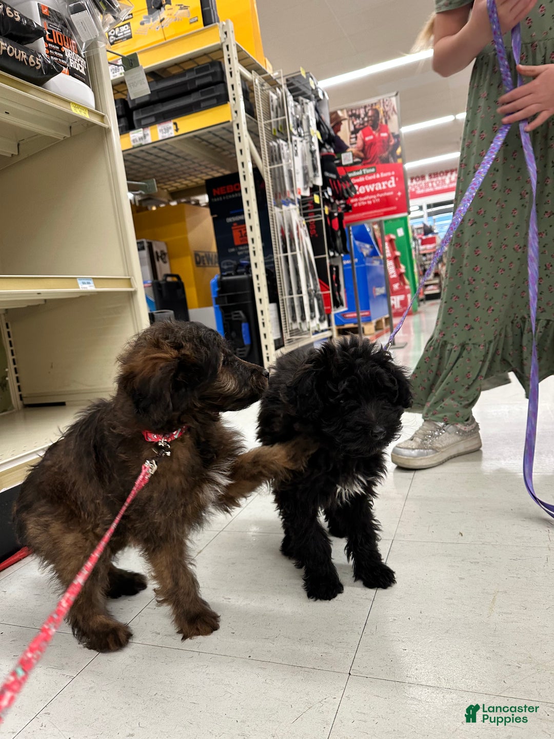 Sheltiedoodle dogs for sale: Sheltiedoodle Puppy 2 - Ad 14