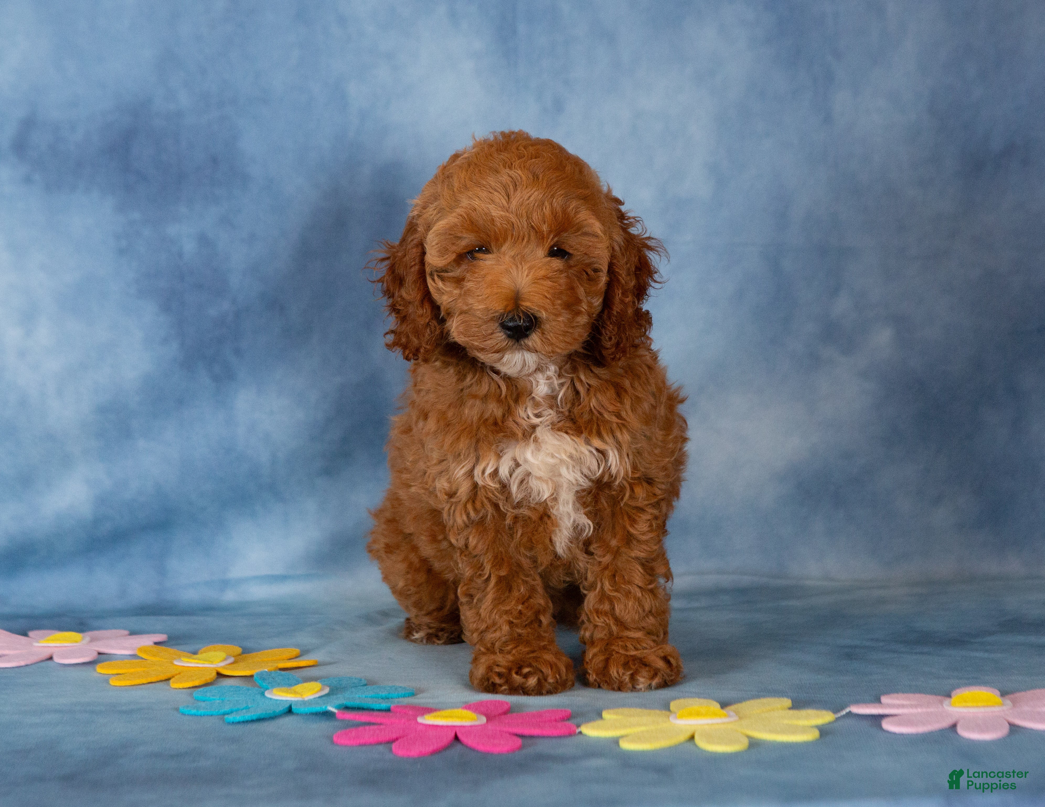 Cockapoo dogs Petunia - Ad 2