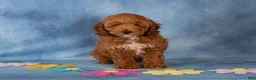 Cockapoo dogs for sale: Petunia - Ad 2