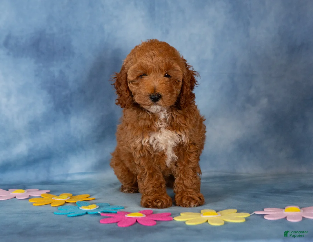 Cockapoo dogs for sale: Petunia - Ad 2