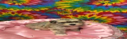 Havanese dogs for sale: Suzie - Ad 5