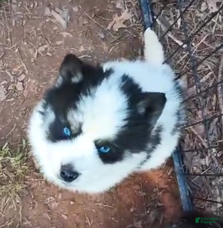 Siberian Husky dogs Siberian Husky Puppy 2 - Ad 1