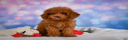 Miniature Poodle dogs for sale: Jamon - Ad 8