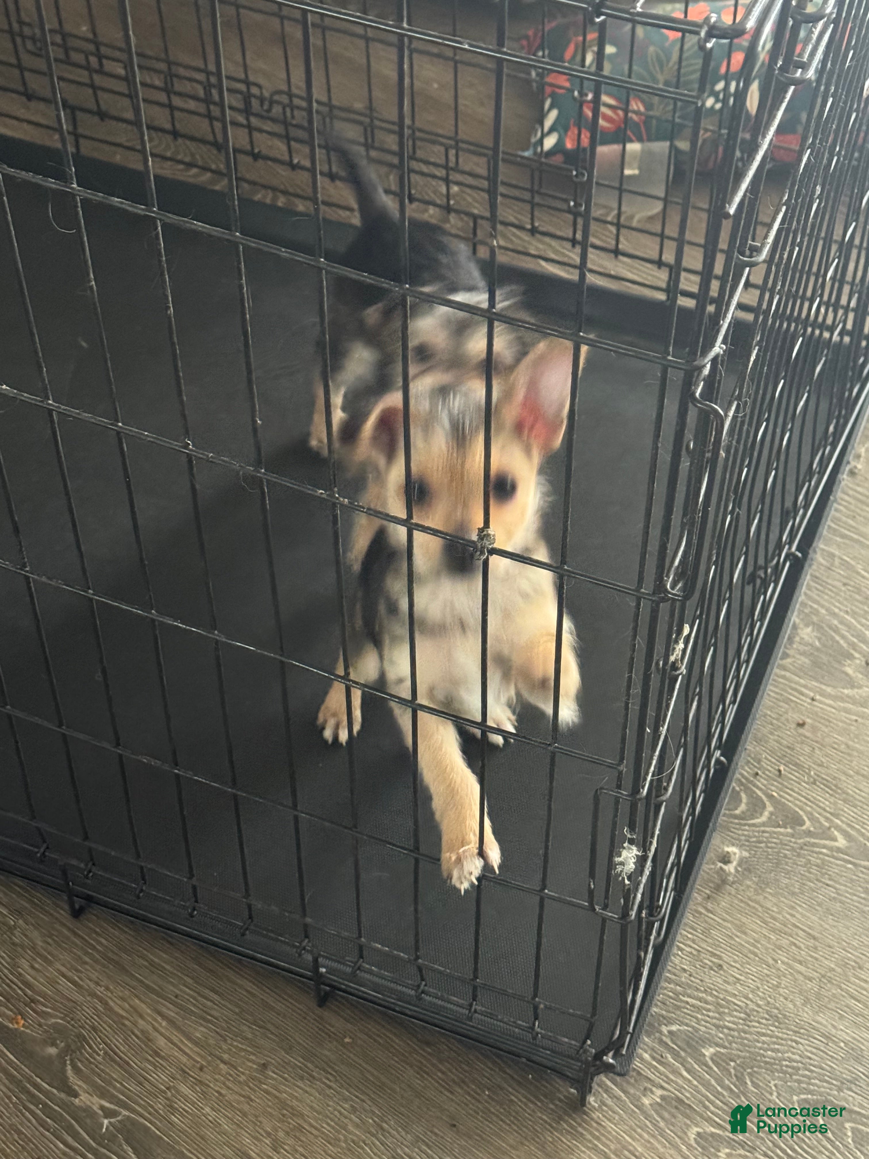 Yorkshire Terrier dogs Yorkshire Terrier Puppy 1 - Ad 31