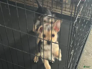 Yorkshire Terrier dogs Yorkshire Terrier Puppy 1 - Ad 31